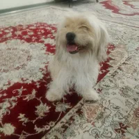 فروش دوعددپت