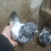 کبوتر|پرنده|مریوان, |دیوار