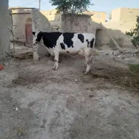 گاو هلشتاین