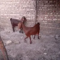 بزمری