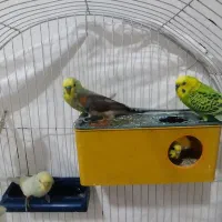 12 تا مرغ عشق