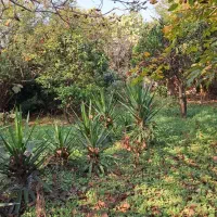 اصلاح درخت و قطع  کردن درخت خشک|خدمات باغبانی و درختکاری|ساری, |دیوار