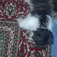 سگ چهار