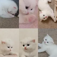 گربه|گربه|قرچک, |دیوار