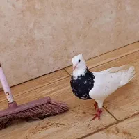 طوقی هفت رنگ|پرنده|شبانکاره, |دیوار