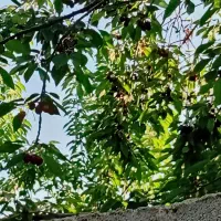 گیلاس تکدانه فشند
