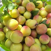 زمین-کشاورزی-وصنعتی-سپیدان