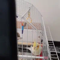 یک عروس هلندی لوتینو نر دارم یک ملیون هفتصد تخفیف