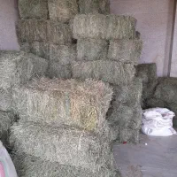 بیده قیمت کیلو ۳۰ هزار