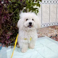 شیتزو ۹ ماهه