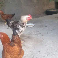 مرغ و خروس