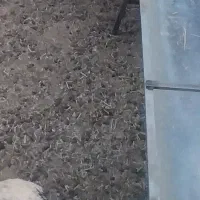 کهره شیر خوار