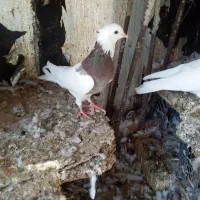 کفتر فروشی|پرنده|بندر گناوه, |دیوار
