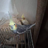 عروس هلندی نر ماده|پرنده|رشت, علی آباد|دیوار