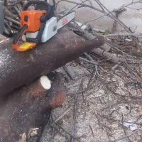 هرس و قطع درخت|خدمات باغبانی و درختکاری|شیراز, شهرک گلستان|دیوار