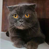 گربه اسکاتیش و اسفینکس|گربه|جیرفت, |دیوار