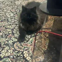 فروش گربه مینکون+ پرشین|گربه|کرمان, |دیوار