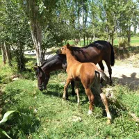 فروش مادیان خیلی نجیب آرام|اسب و تجهیزات اسب‌سواری|گلپایگان, |دیوار