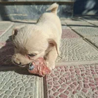 توله سک اشپیتز|سگ|گلپایگان, |دیوار