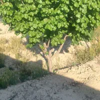 باغچه-500متری-سرحال