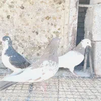 رنگی بهبهانی سینه طوقی|پرنده|شیراز, تندگویان|دیوار