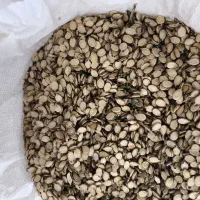 بذر هندوانه آجیلی مرغوب