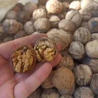 گردو