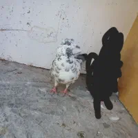 کفتر پرشی|پرنده|آران و بیدگل, |دیوار