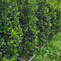 یاس هلندی جعبه ۴۰ و سطل ۱۰|خدمات باغبانی و درختکاری|نوشهر, |دیوار