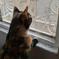 واگذاری گربه عقیم شده