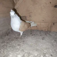 کفتر یا کبوتر|پرنده|قم, ولیعصر|دیوار