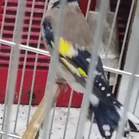 سهره ماده آماده پس کوزه ای