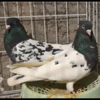 نر و ماده کله سیاه