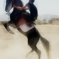 اسب دره شو