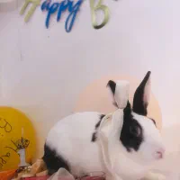 واگذاری رایگان ۲خرگوش ماده باهم|موش و خرگوش|مشهد, شهید آوینی|دیوار