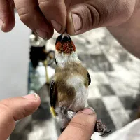 سهره وحش امسال نشون دار|پرنده|اندیمشک, |دیوار