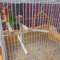 کتوله برزیلی دستی