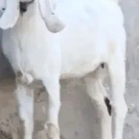 بز پاکستانی اصل