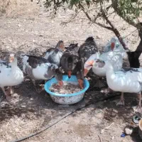 ۷ عدد غاز بقیه موارد رو تو توضیح نوشتم