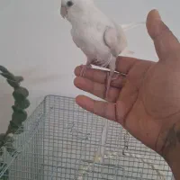 عروس هلندی نر و ماده با قفس و وسایل کامل|پرنده|شیراز, سلطان آباد|دیوار