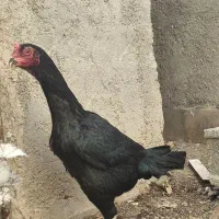 خروس لاری|حیوانات مزرعه|نسیم‌شهر, |دیوار