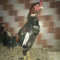 لاری یسکر انگلیس