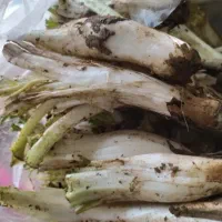 کنگر درجه ۱ سنندج هرروزه ۲۰۰کیلو