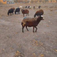 کاور|حیوانات مزرعه|تربتحیدریه, یحیی آباد|دیوار