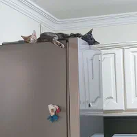 همخونه خانوم