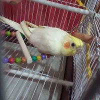 عروس هلندی سخنگو لوتینو