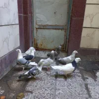 کبوترپلاکی سارسرور.پشت دار.طوقی.شامی|پرنده|خاوران, |دیوار