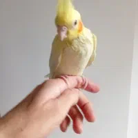 جوجه عروس هلندی لوتینو زعفرونی اصل|پرنده|اندیشه, اندیشه فاز ۱|دیوار