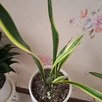 گل های آپارتمانی کاملاسالم فروشی|گل و گیاه طبیعی|کرج, شاهین‌ویلا|دیوار