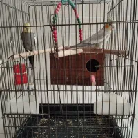 یک جفت عروس هلندی با قفس